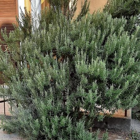 Il Rosmarino Villa Fresonara  Екстериор снимка